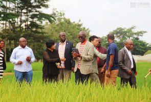 江西民企種糧赤道幾內(nèi)亞 示范農(nóng)場(chǎng)水稻開鐮測(cè)產(chǎn) 結(jié)束該國(guó)不產(chǎn)水稻的歷史