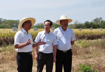 謝華安院士到岡上基地指導(dǎo)再生稻試驗(yàn)